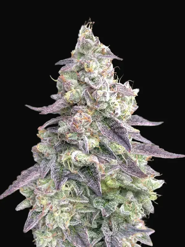 9 Pound Hammer Auto