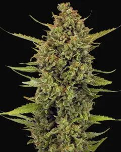 Acapulco Gold