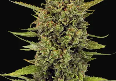 Acapulco Gold