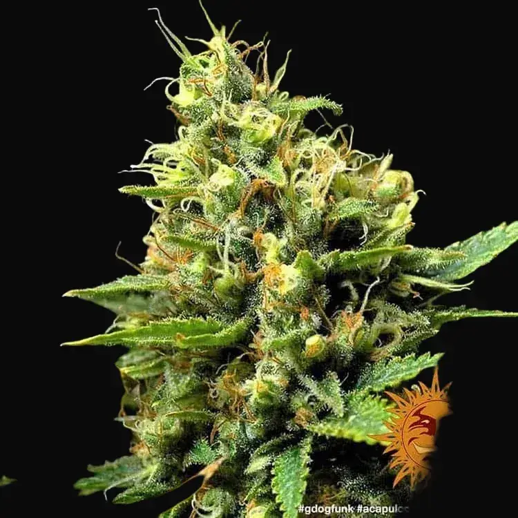 Acapulco Gold — zdjęcie 3