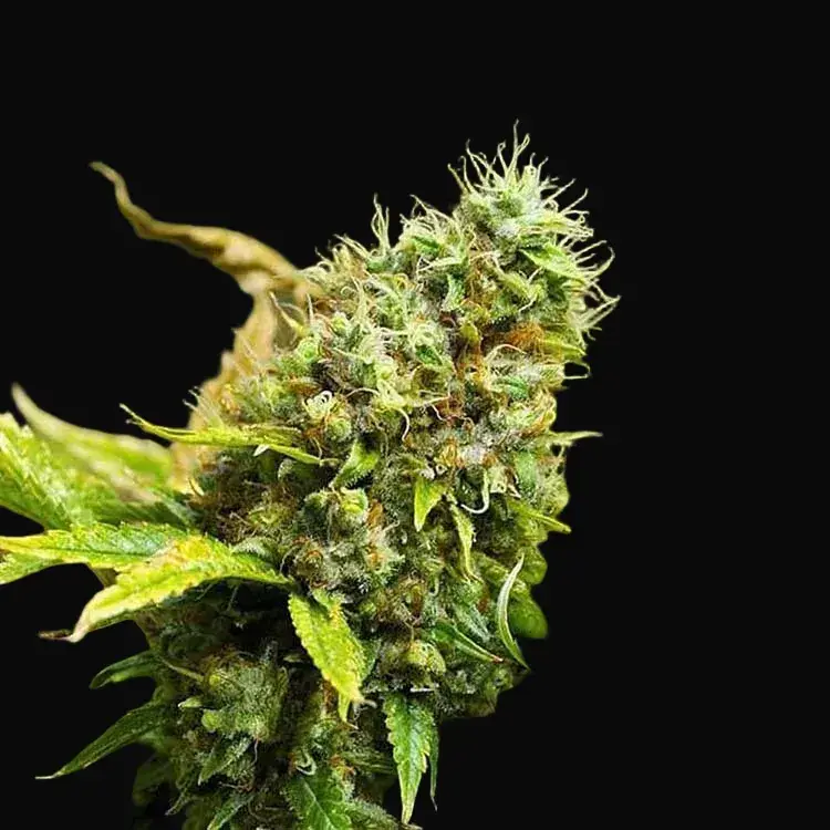 Acapulco Gold — zdjęcie 4