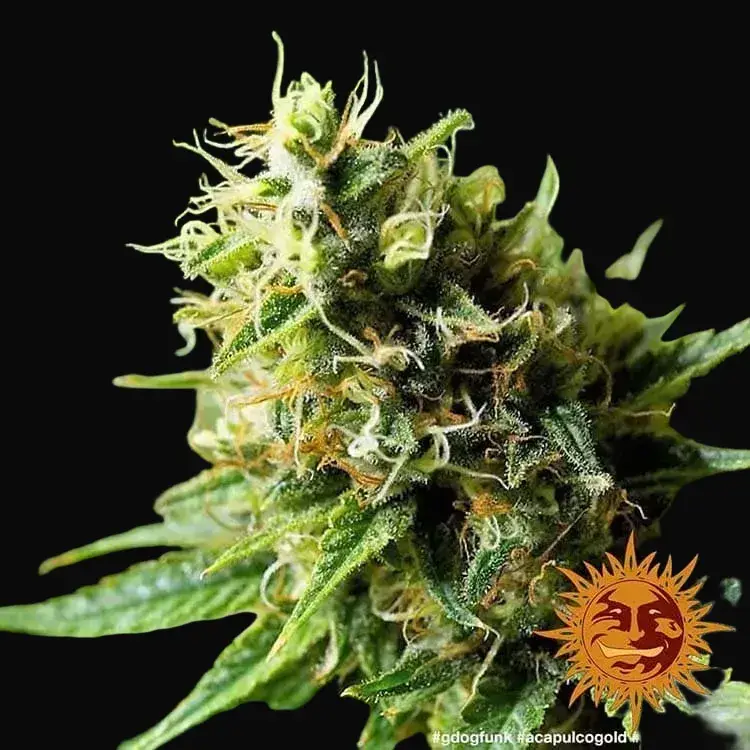 Acapulco Gold — zdjęcie 5