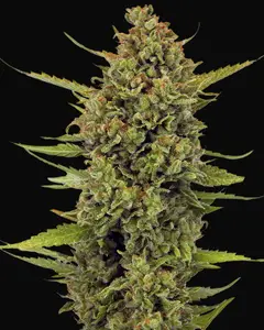 Acapulco Gold Regular