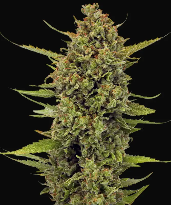 Acapulco Gold Regular