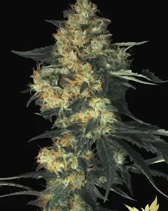 Acid
