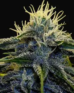 Afghan Auto