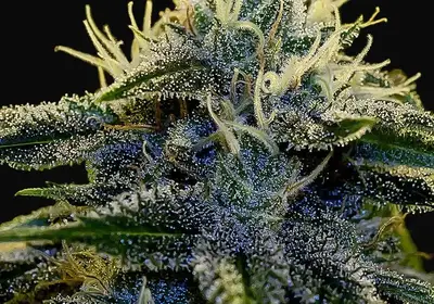 Afghan Auto