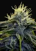 Afghan Auto