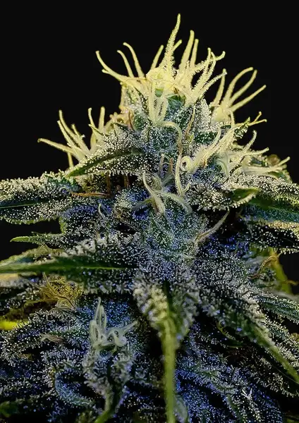 Afghan Auto