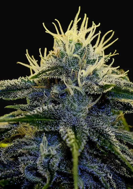 Afghan Auto