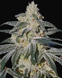 Afghan Hash Plant Auto
