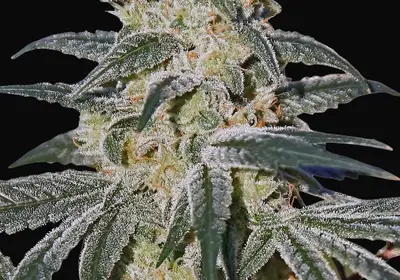 Afghan Hash Plant Auto
