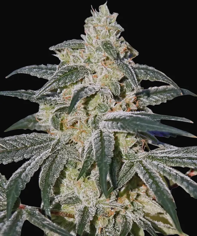 Afghan Hash Plant Auto