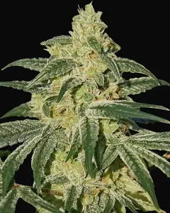 Afghan Hash Plant - Regular