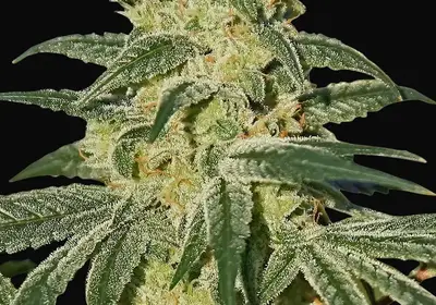 Afghan Hash Plant - Regular