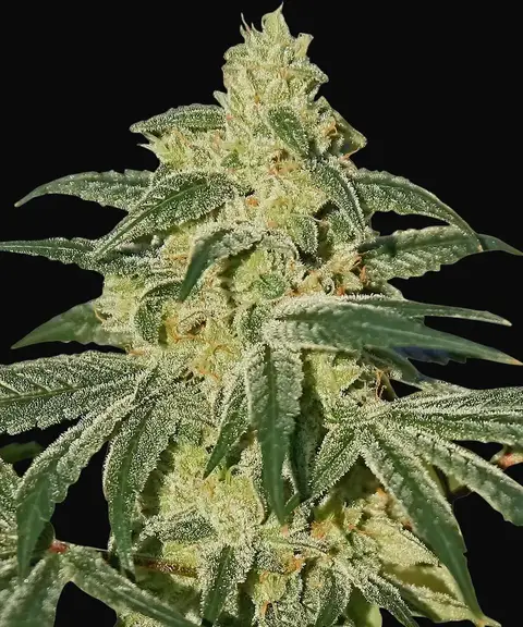 Afghan Hash Plant - Regular