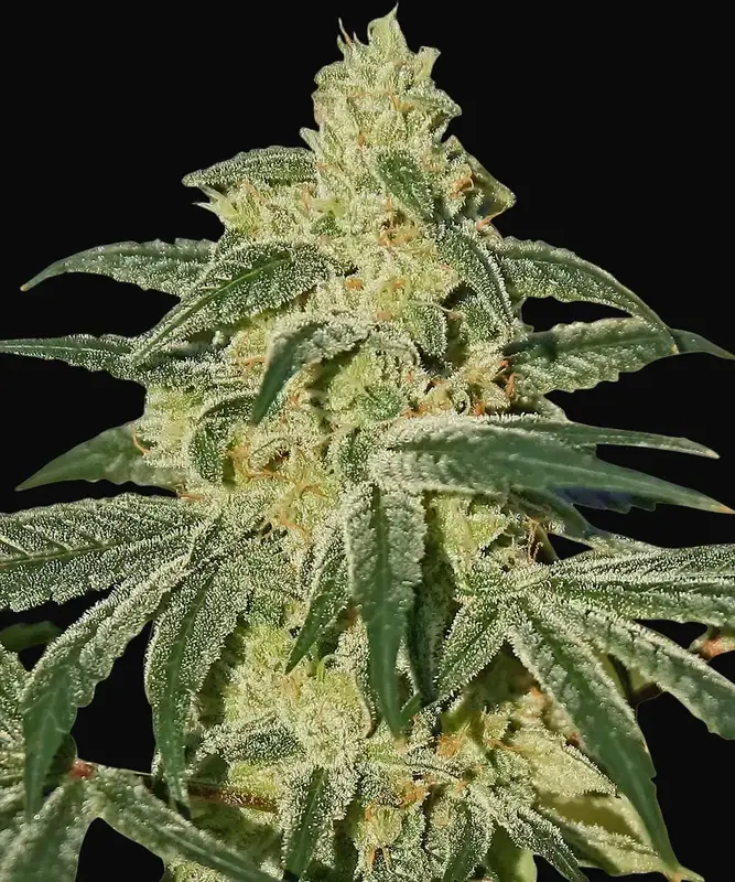 Afghan Hash Plant - Regular