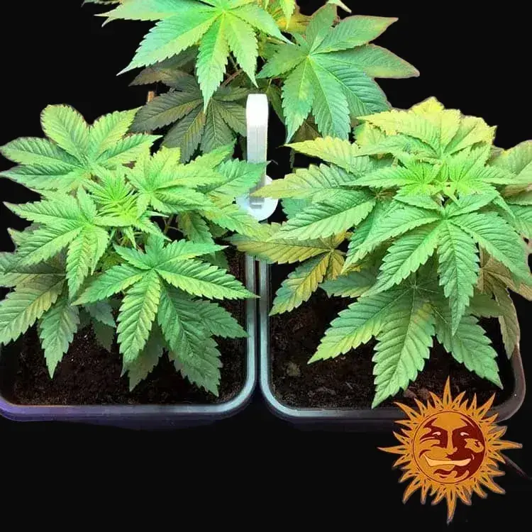 Afghan Hash Plant - Regular — zdjęcie 4