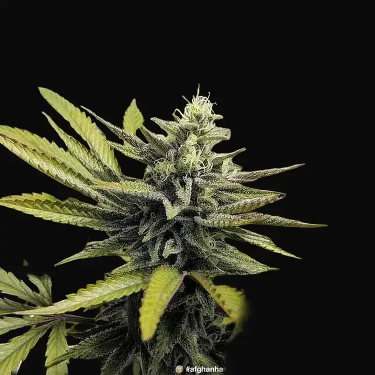 Afghan Hash Plant - Regular — zdjęcie 5