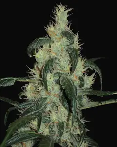 Afghan Haze
