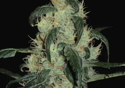 Afghan Haze