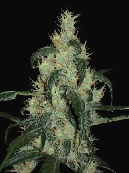 Afghan Haze