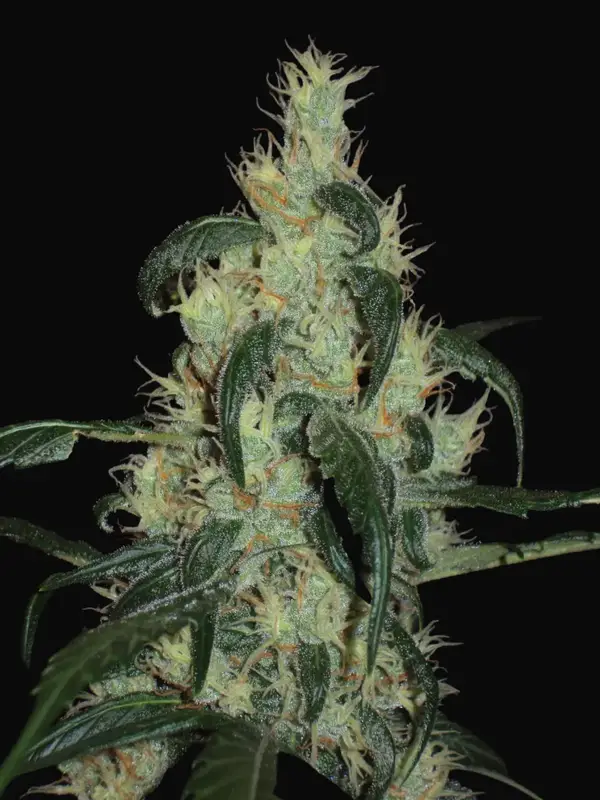 Afghan Haze