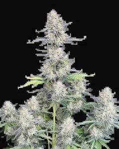Afghan Kush Auto