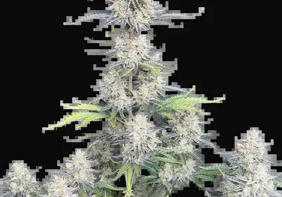 Afghan Kush Auto