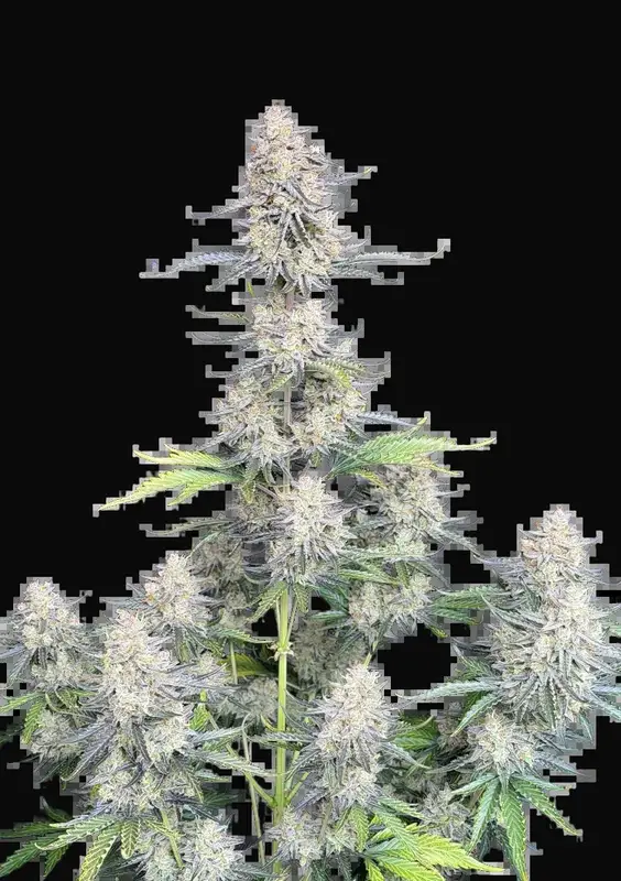 Afghan Kush Auto