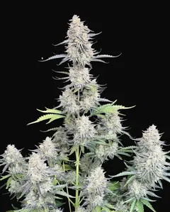 Afghan Kush Auto