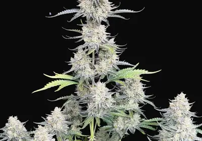 Afghan Kush Auto