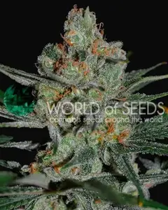 Afghan Kush Early Harvest