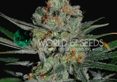 Afghan Kush Early Harvest