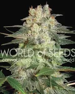 Afghan Kush Ryder