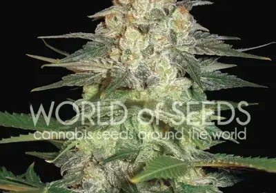 Afghan Kush Ryder