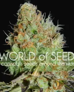 Afghan Kush Special