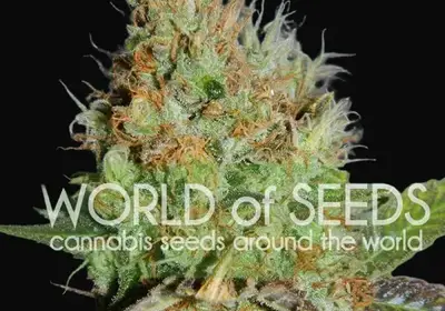 Afghan Kush Special