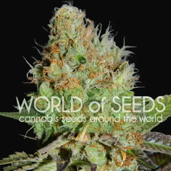 Afghan Kush Special