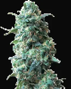 Afghan Kush