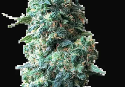 Afghan Kush