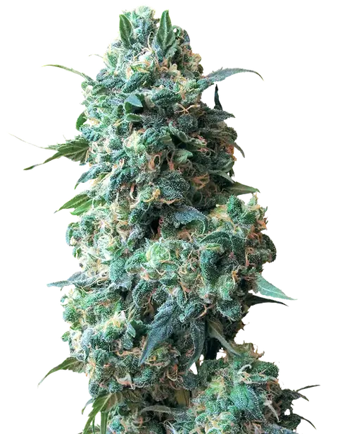 Afghan Kush