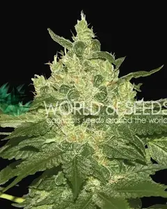 Afghan Kush