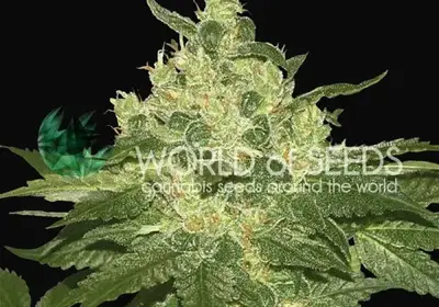 Afghan Kush