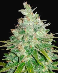Afghan Kush x Black Domina