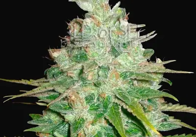 Afghan Kush x Black Domina