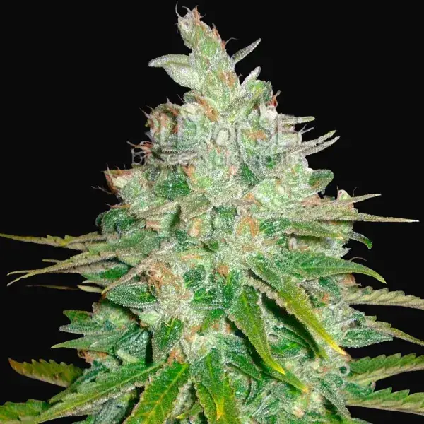 Afghan Kush x Black Domina
