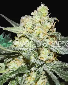 Afghan Kush x Skunk