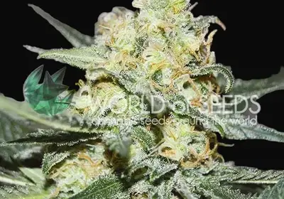 Afghan Kush x Skunk