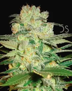 Afghan Kush x White Widow